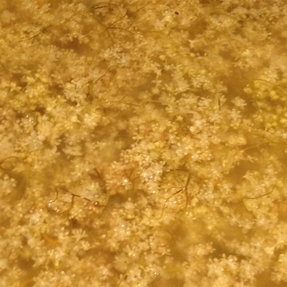 Elderflower Cordial Concentrate